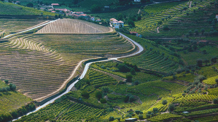 Top view of vineyards are on a hills of Douro Valley, Portugal.