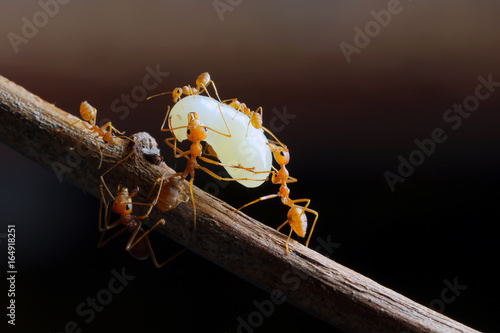 Zdjęcie XXL Czerwona mrówka i jajko w Azja Południowo-Wschodnia.