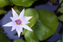 Purple White Lotus And Leaf In Water Pond