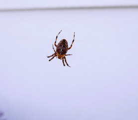 Close up Spider