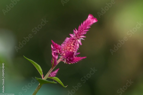 Fototapeta na szkło flor rosa silvestre