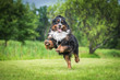 Happy bernese mountain dog playing in the yard