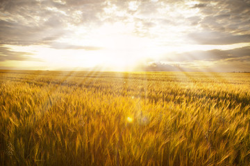 unripe wheat field at sunset in village