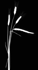 Poster - bunch of four wheat silhouettes isolated on black