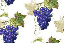 Botanical Seamless Pattern With Grapes.