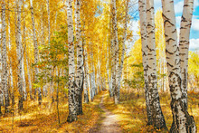 Autumn Birch Forest