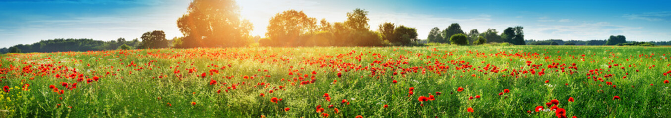 Wall Mural - Beautiful poppy flowers on the field at sunset