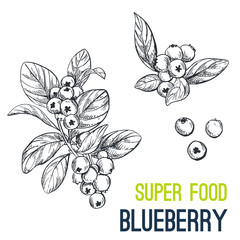 Wall Mural - Blueberry. Super food hand drawn sketch vector