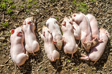 young cute piglets on farm