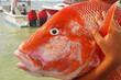 A large red snapper in the hands of a young fisherman