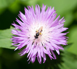 Fototapeta Pokój dzieciecy - Bee on purple flower in nature