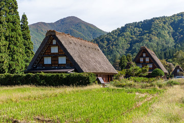 Canvas Print - Shirakawa in forest