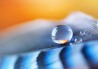 Wall Mural - Beautiful transparent round big drop of water on a bright striped blue  feather close-up of a macro. Amazing bright abstract natural background of blue and orange.