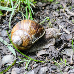 Wall Mural - Weinbergschnecke