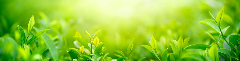 Fresh tea bud and leaves