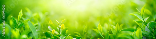 Obrazy zielone  swiezy-paczek-i-liscie-herbaty