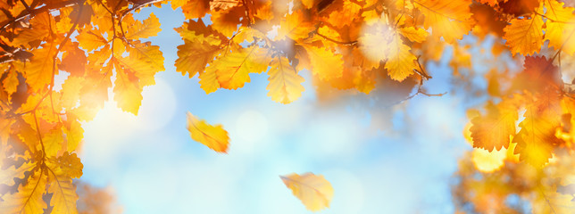 Wall Mural - autumn leaves sky background