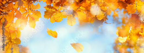 Autumn leaves sky background
