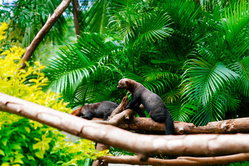 Two tayras on a branch in a zoo