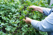Hand of woman picking black currant in the garden
