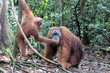 Zwei Orangutans im Regenwald bei Bukit Lawang, Sumatra
