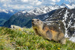 Alpine Marmot - Marmota marmota, Alps, Austria