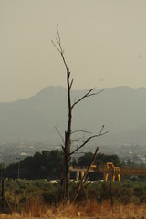 Canvas Print - arbol muerto