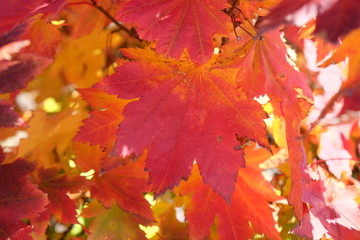 Fall Leaves