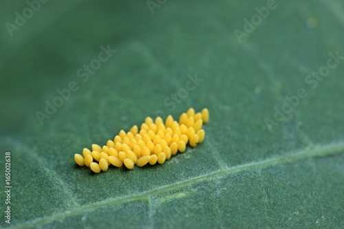 Fotografia, Obraz Gelege des Großen Kohlweißlings (Pieris brassicae) an Kapuzinerkresse (Tropaeolu