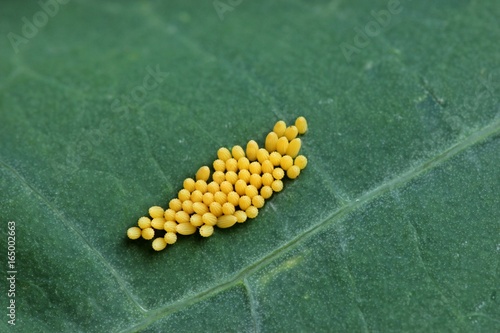 Fotografia, Obraz Gelege des Großen Kohlweißlings (Pieris brassicae) an Kapuzinerkresse (Tropaeolu