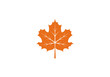 Maple leaf icon or logo in modern line style. Vector illustration on a white background.