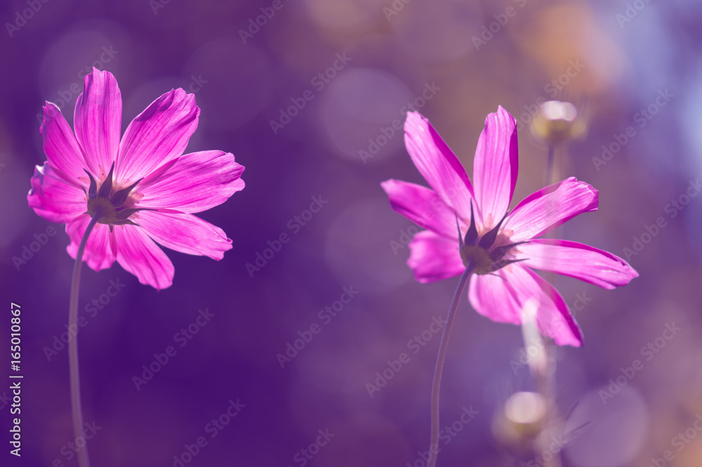 Pink flowers in the sunlight. Soft artistic image - obrazy, fototapety, plakaty 