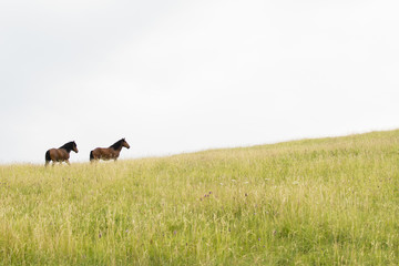 Beautiful horses on the green mountain running in the distance. Green mountain landscape.