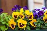 The photo of pansy closeup