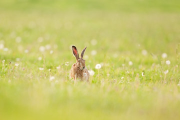 Wall Mural - european hare, lepus europaeus, czech republic