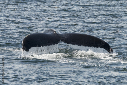 Humpback Whale fluke in Southeast Alaska Obraz na płótnie
