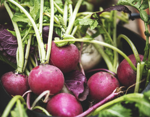 Closeup of fresh organic radishes