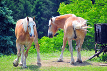 Two Big Belgian Horses