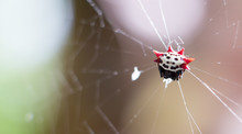 Spiny Orb-weavers Spider In Florida