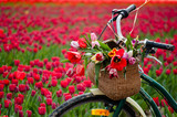 Bicycle with weaved basket and tulip flowers in it on a tulip field background, closeup