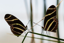 Pair Of Zebra Longwing Butterflies, Facing Each Other, Both Standing On The Same Leaf Of A Desert Succulent In Arizona's Sonoran Desert.
