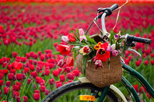 Bicycle With Weaved Basket And Tulip Flowers In It On A Tulip Field Background, Closeup