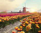 Fototapeta Tulipany - Dramatic spring scene on the flowers farm. Colorful sunset in Netherlands, Europe. Fields of blooming hyacinth flowers in Holland.