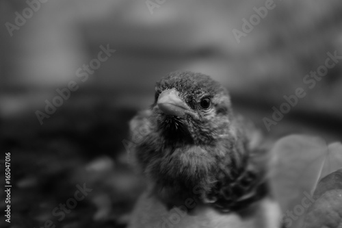 Portrait Oiseau Noir Et Blanc Buy This Stock Photo And