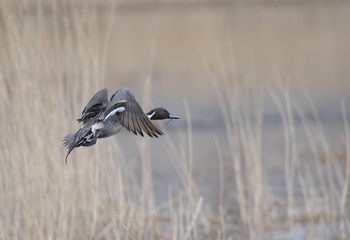 Northern Pintail flying 