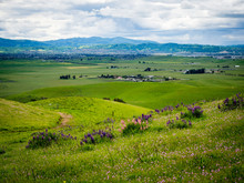 Pink And Purple Wildflowers On Grassy Green Hill With Ranches In Livermore California And Ruby Hill Neighborhood In Pleasanton, California In The Distance.  Los Vaqueros , Livermore, California