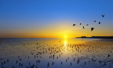 Wall Mural - Beautiful sunset and flying birds over the sea surface