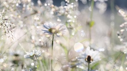 Wall Mural - Beautiful floral background. Close-up view of many wild plants of different kinds slightly moving in wind in charming soft light of sun. Sparkling morning drops of dew on leaves of daisies.