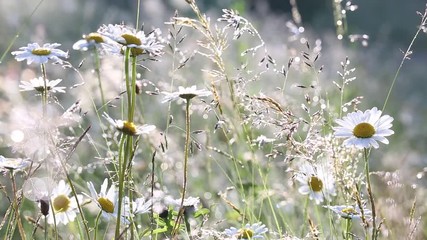 Wall Mural - Beautiful floral and grassy background. Closeup view of many wild plants of different kinds slightly moving in wind in charming soft light of sun. Sparkling morning drops of dew on leaves of daisies. 
