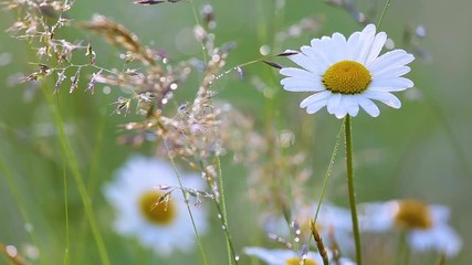 Wall Mural - Beautiful floral background. Close-up view of many wild plants of different kinds slightly moving in wind in charming soft light of sun. Sparkling morning drops of dew on leaves of daisies. 